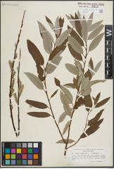 Foto von Salix lapponum L. x Salix viminalis L.